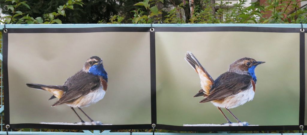 "Evolution" ,sur les grilles de l'école des Bleuets